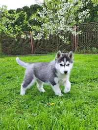 Siberian husky suczka husky syberyjski rodowód zkwp fci