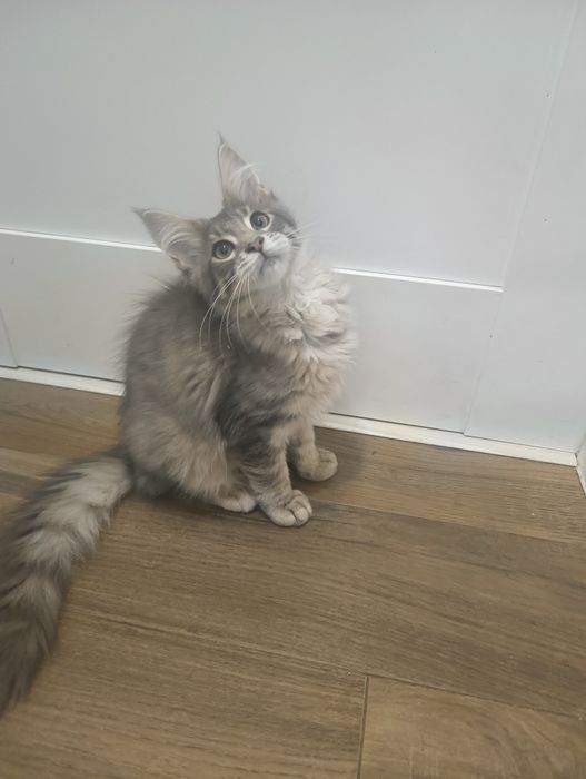 Piękny*Malibu*Maine Coon Rodowód Chip