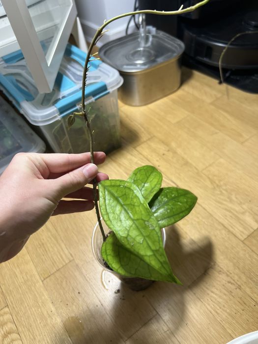 Hoja Germany Pa la u ze zdięcia cala roslina