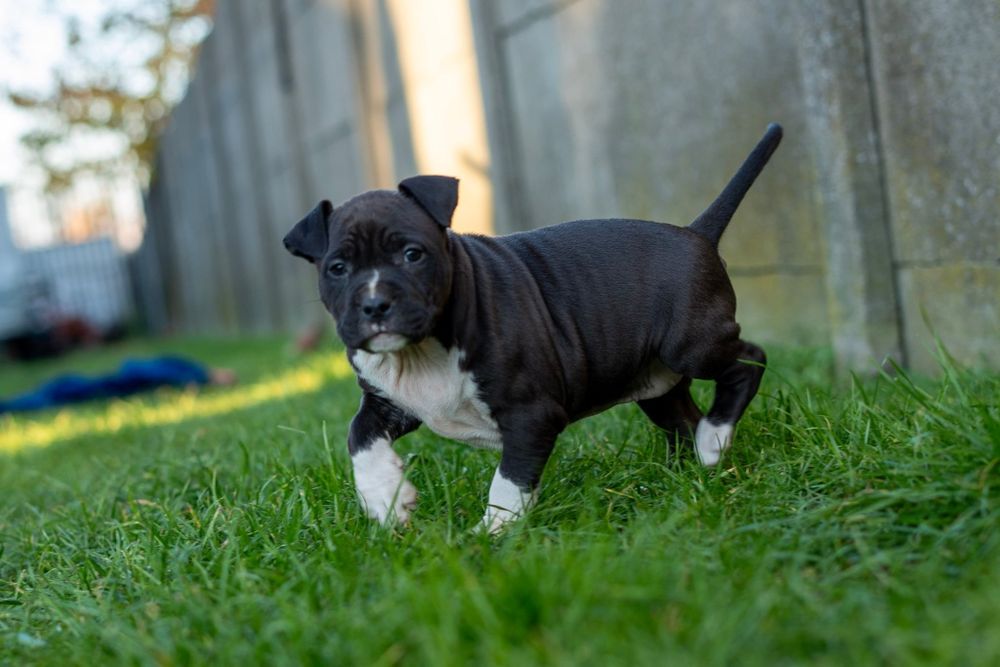 American Staffordshire terrier Zkwp FCI