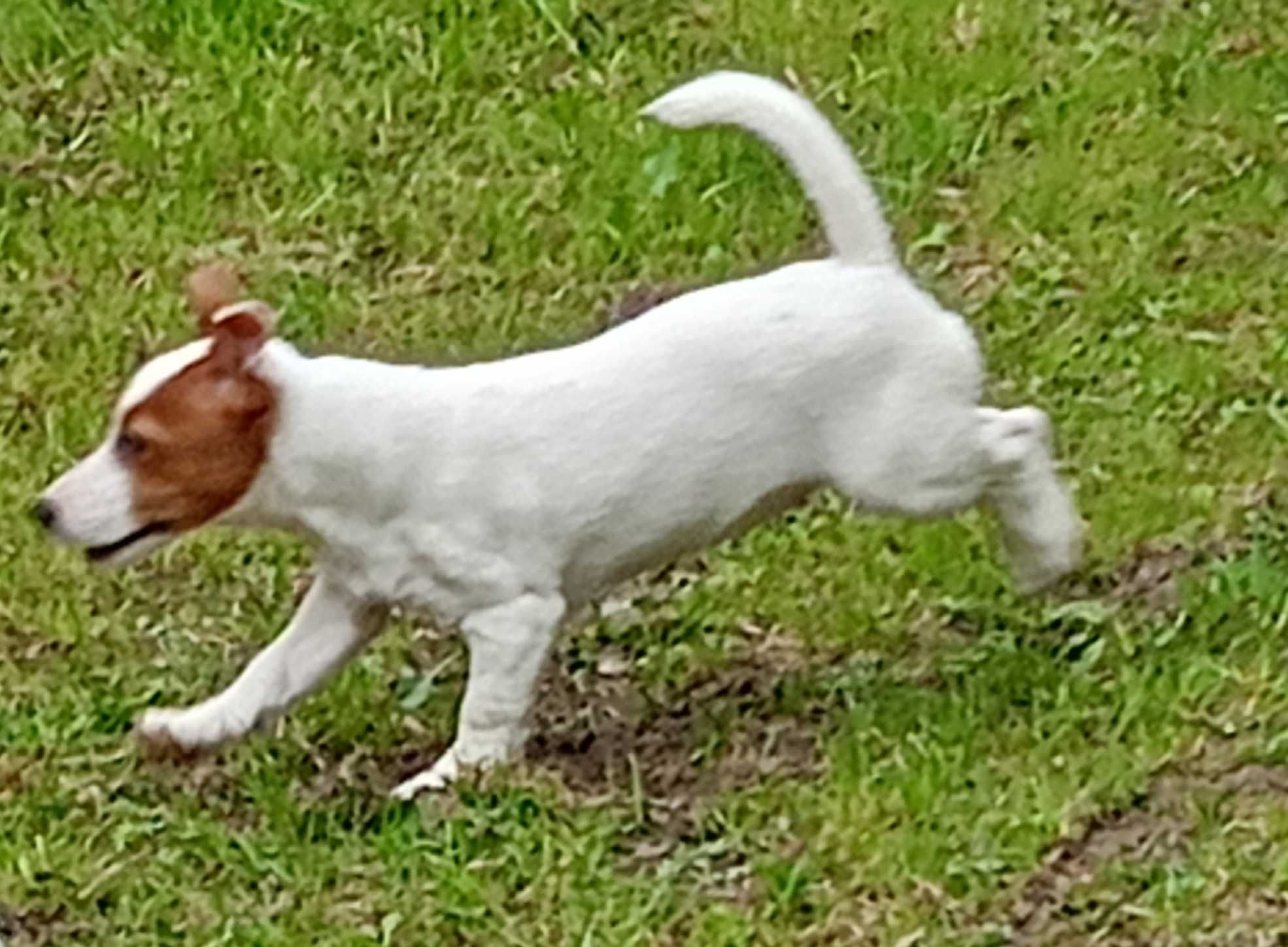 Suczka Jack Russell Terrier