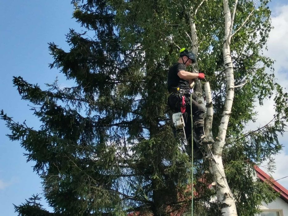 Wycinka i pielęgnacja drzew