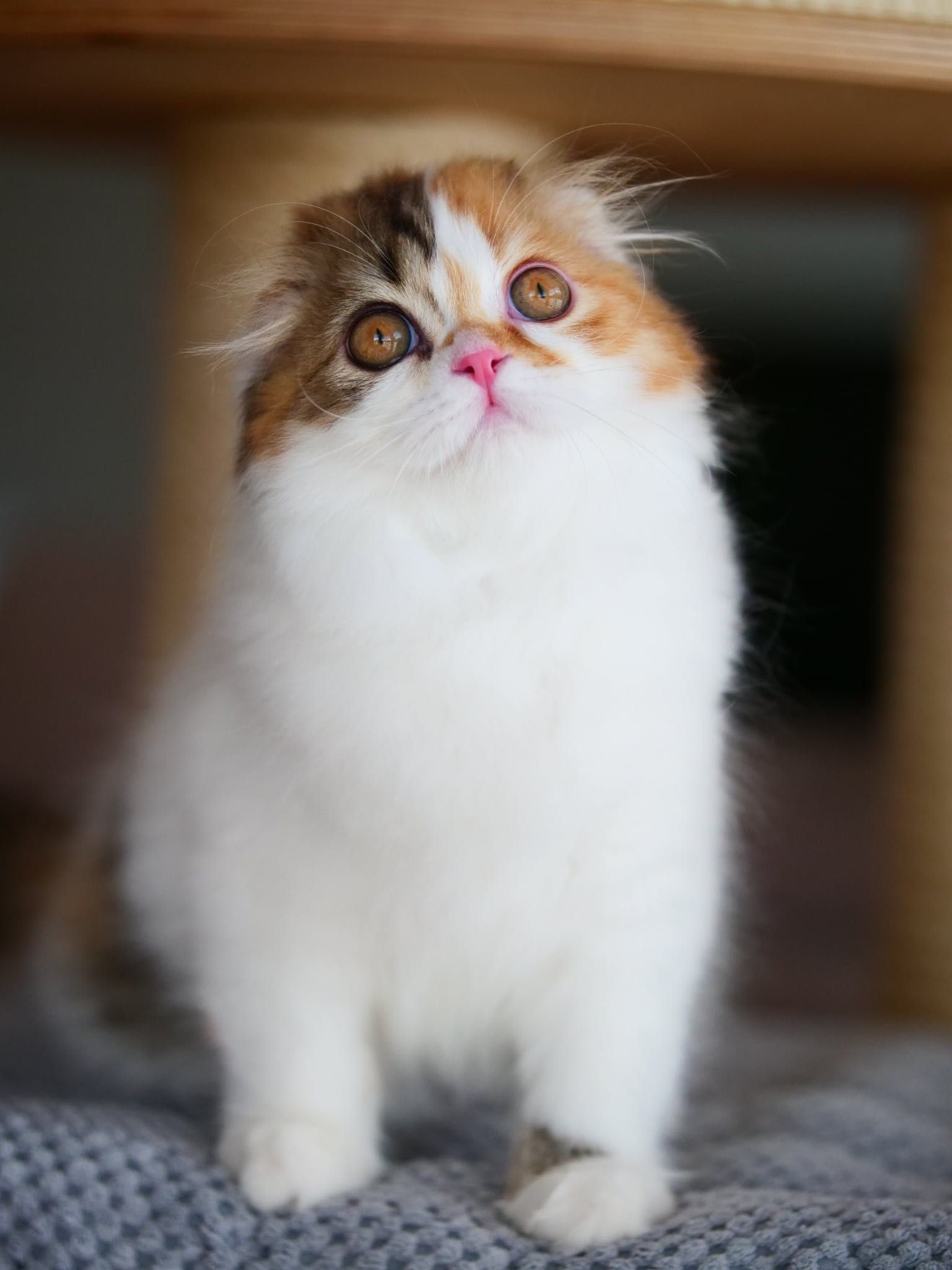 Szkocka zwisłoucha koteczka do odbioru, Scottish fold