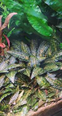 Cryptocoryne nurii pink - rośliny do akwarium