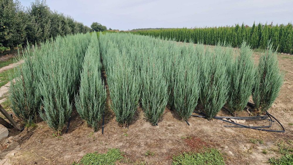 Jałowiec - Juniperus BLUE ARROW 180-200 cm SUPER JAKOŚĆ,PRODUCENT