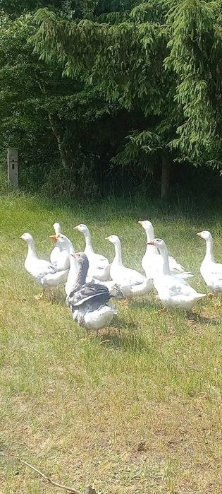 Gęsi Kołudzkie  , roczne i młodsze para , znoszą jajka