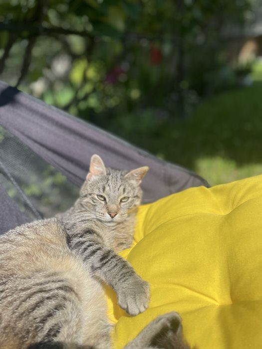 Котик трилапий у добрі руки