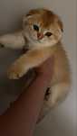 Kcurek scottish fold