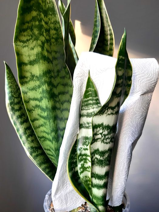 Sansevieria Gilt Edge sansewieria kolekcja