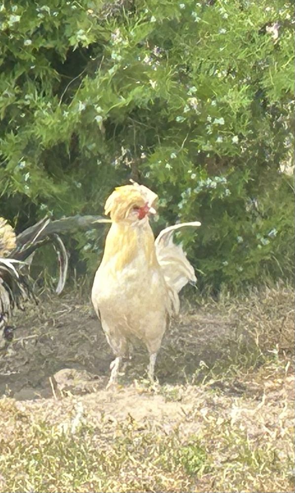 Kogut      czubatka