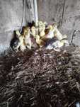 Patos jovens e adultos