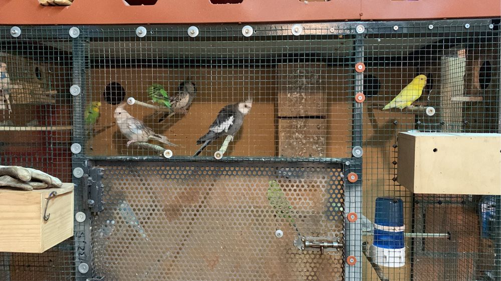 Caturras disponiveis para cedencia / troca