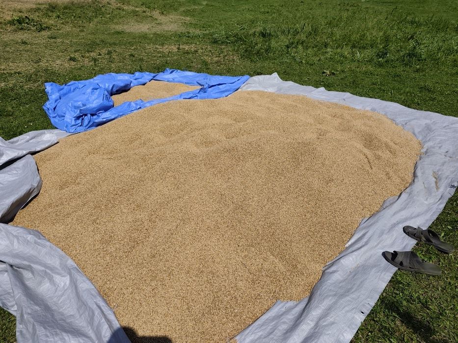 Продам пшеницю врожаю 2025р