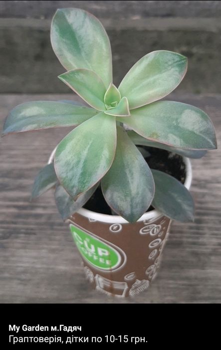 Сукуленти, ехеверія,гастерія,кактус