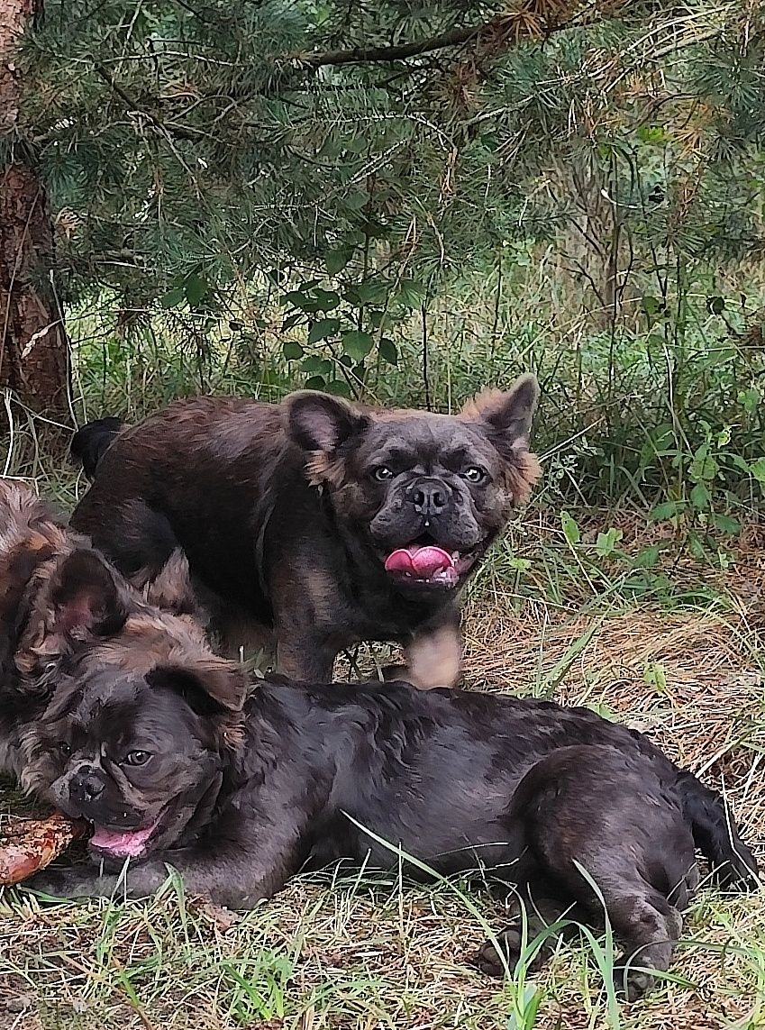 Buldog francuski piesek