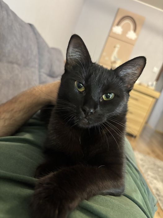 Kot czarny bardzo ładny okolo 1 roku Radom, Warszawa