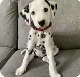 Dalmata menino excelente