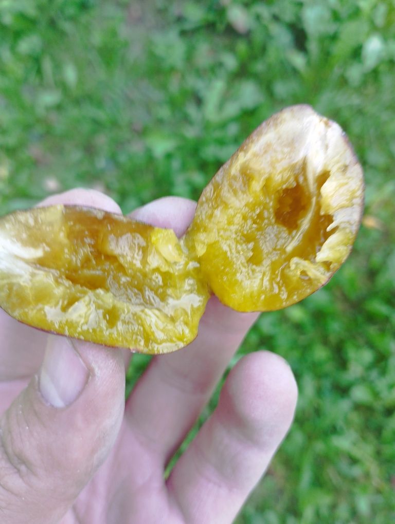 Слива синя домашня
