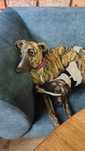 Whippet FCI piesek