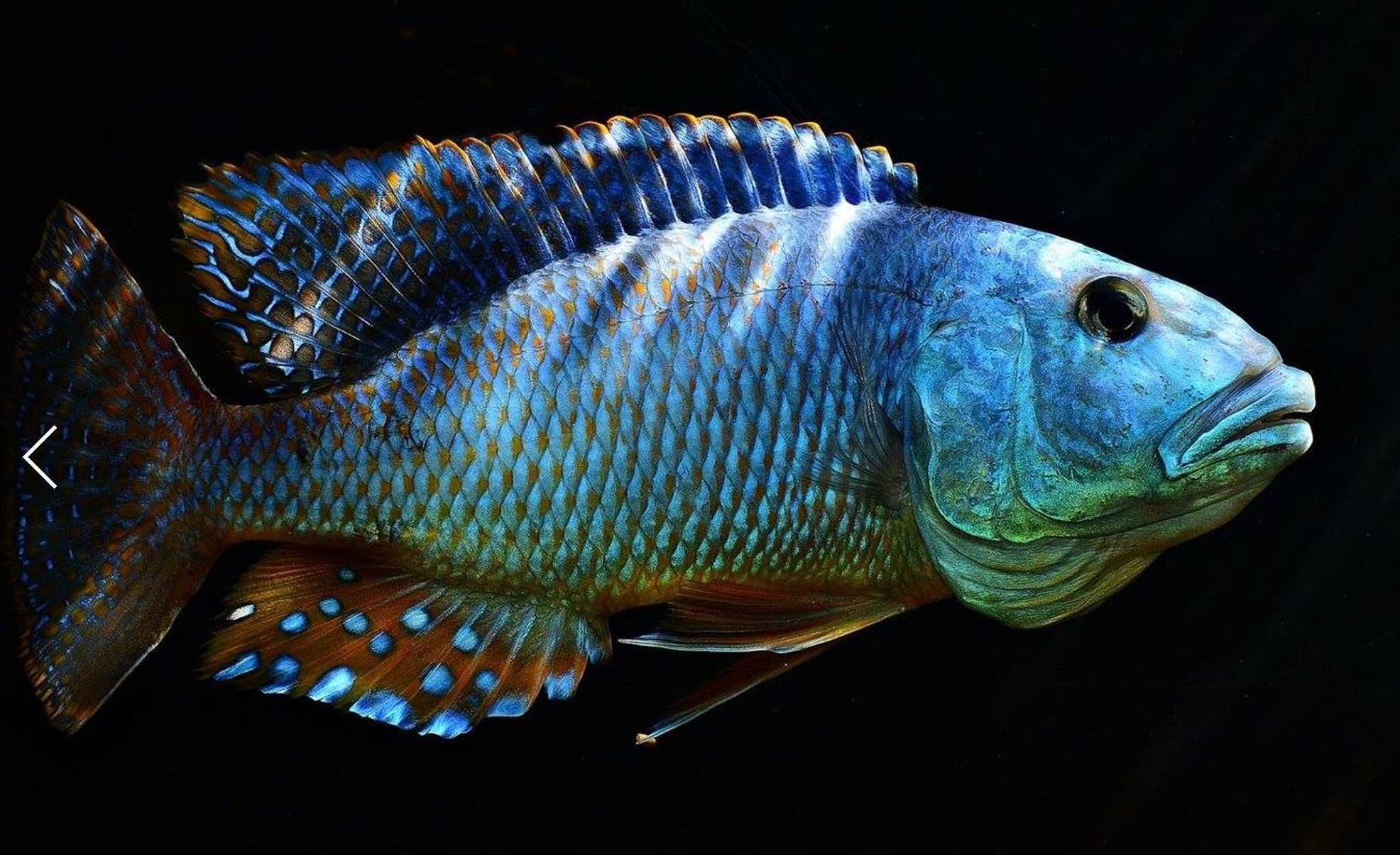 Aristochromis christyi - Pyszczak - Pyszczaki - dowozimy, wysyłamy