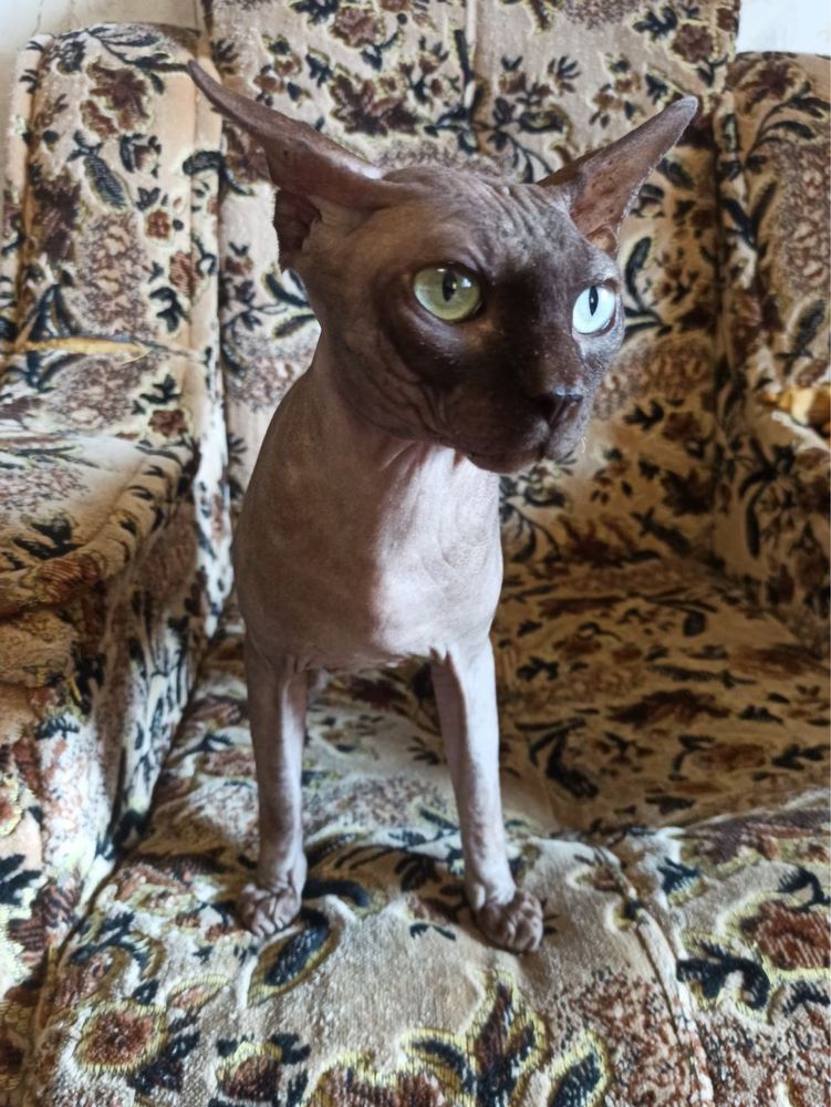 Кот сфинкс мальчик