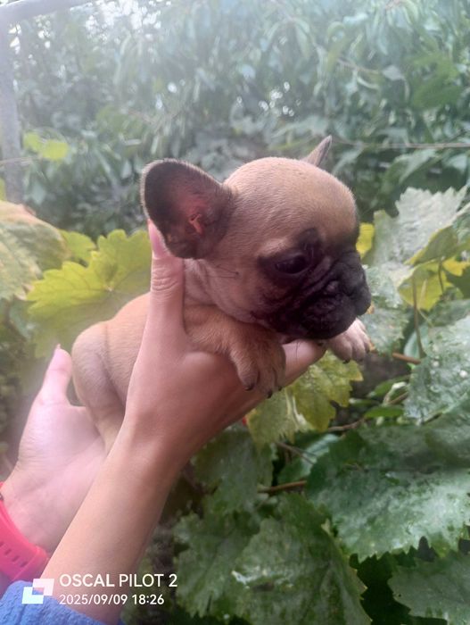 Продаю маленьких щенков французкого бульдога
