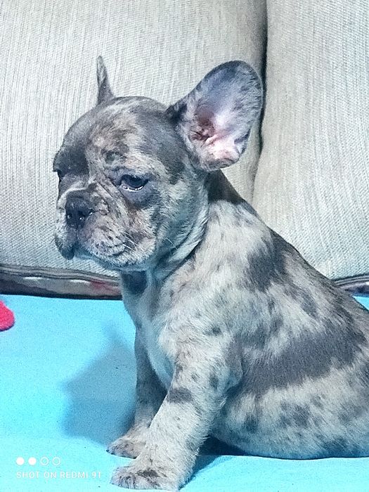 Малыши французы.