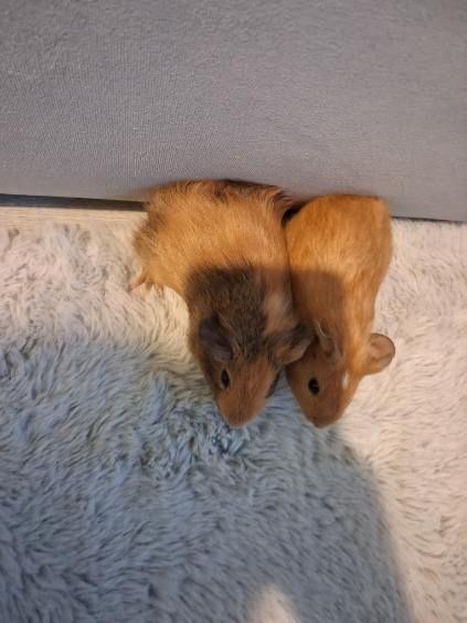 Oddam świnki morskie