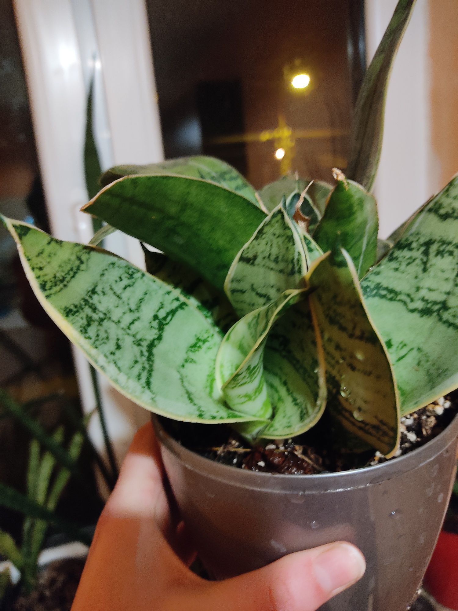 Sansevieria trifasciata 'Hahnii Silver Marginata'