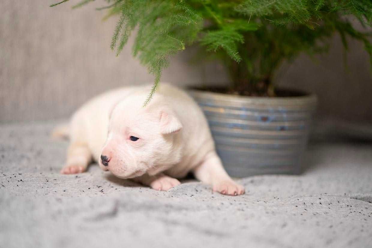 Staffordshire Bull Terrier staffik piesek z rodowodem