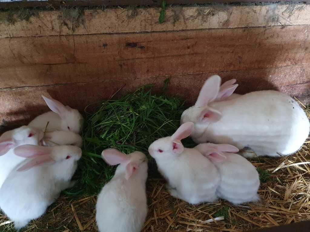 Króliki - Termondzki Biały