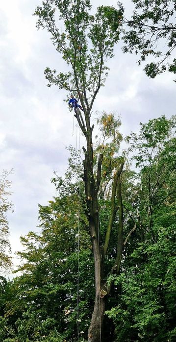 Alpinistyczna wycinka drzew, przycinanie, pielęgnacja drzew, tui