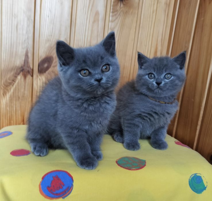 Шотландські кошенята хлопчики й дівчата