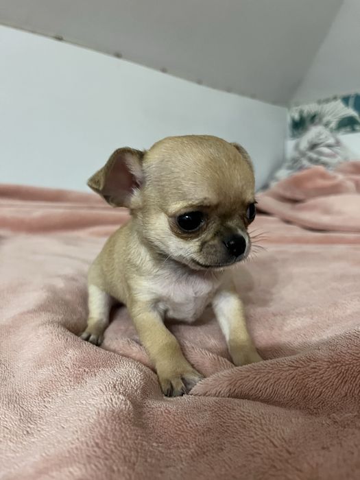Beżowa chihuahua krótkowłosa samiec