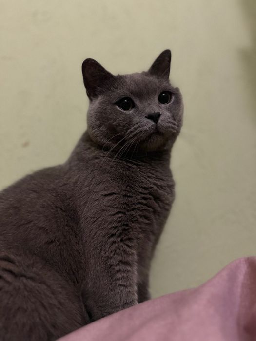 Віддам кота в добрі руки