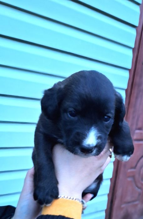 Віддам гарненьких собаченят