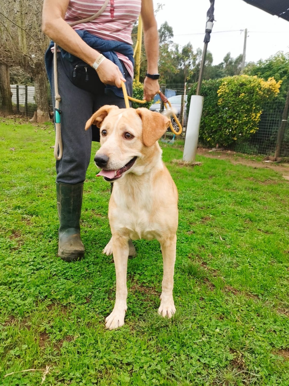 Cão macho adulto para adoção responsável 
Já se encontra desparasitado