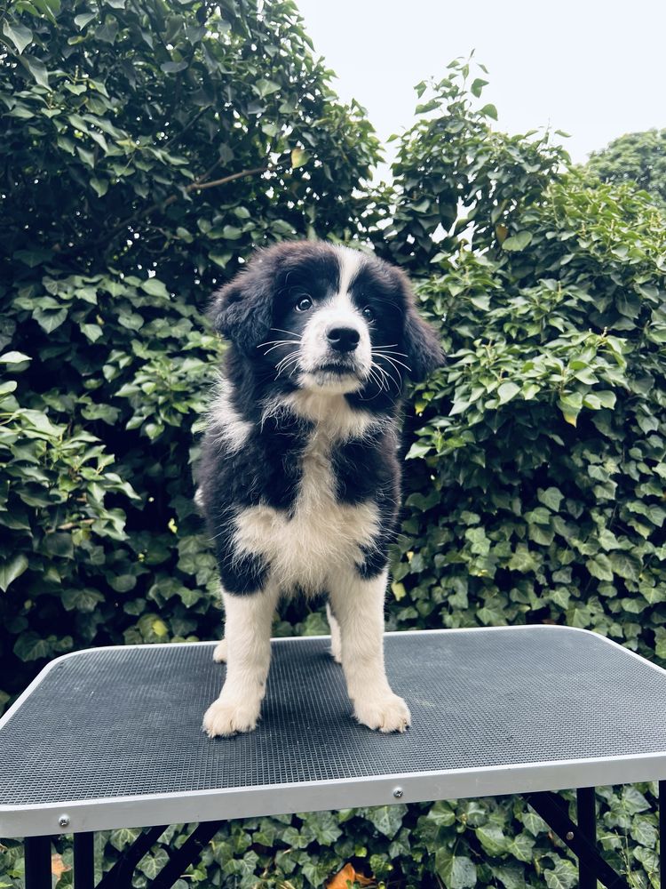 Wyjątkowy piesek Border Collie FCI - gotowy do kochania!