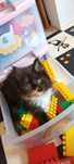 Szylkretowa kotka Maine Coon rezerwacja