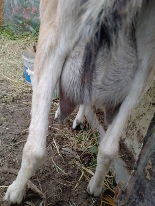 Kózka z mlekiem 3 lata zamiana