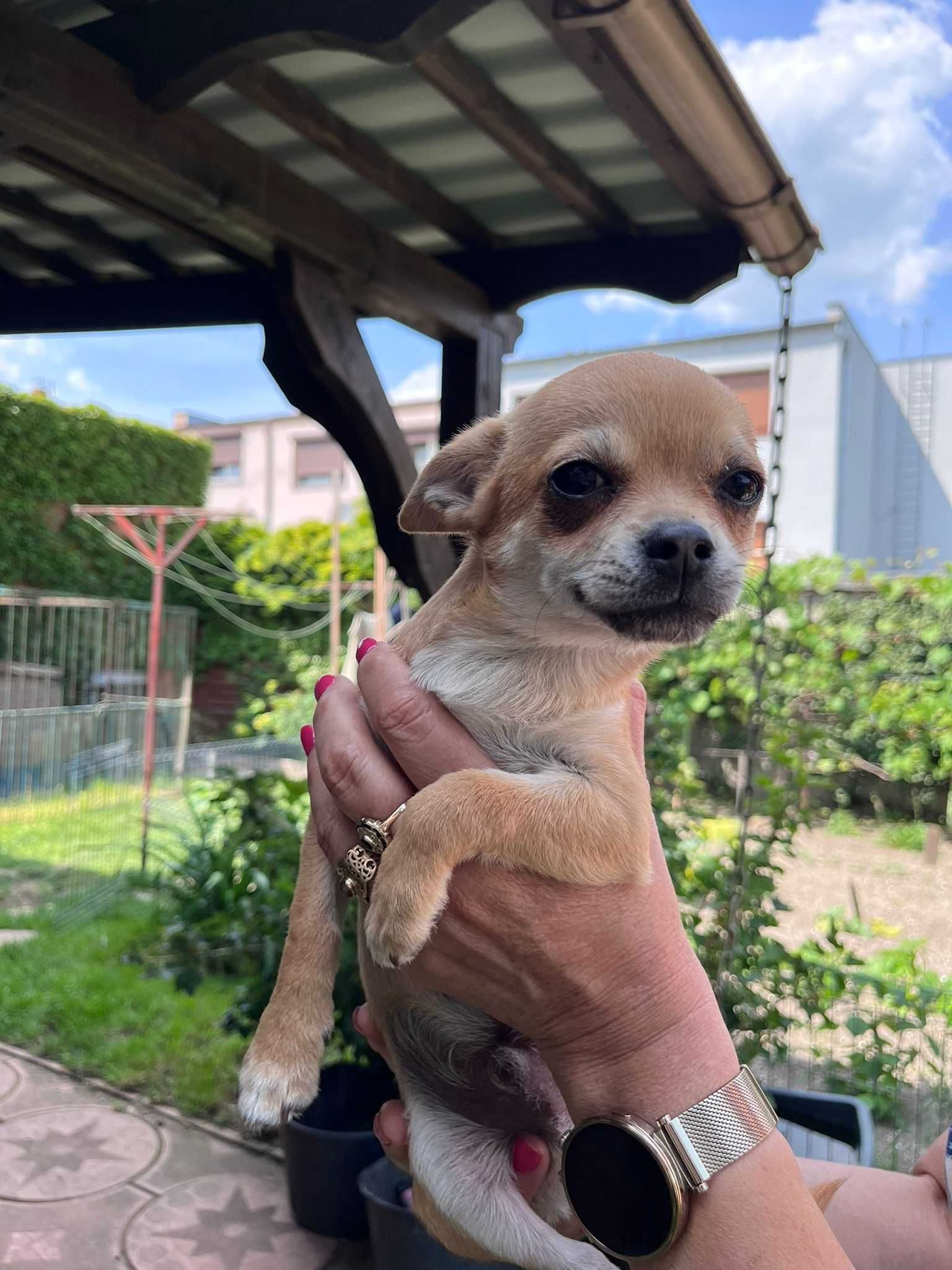 Chihuahua krótkowłosy odchowany śliczny piesek gotowy do odbioru!