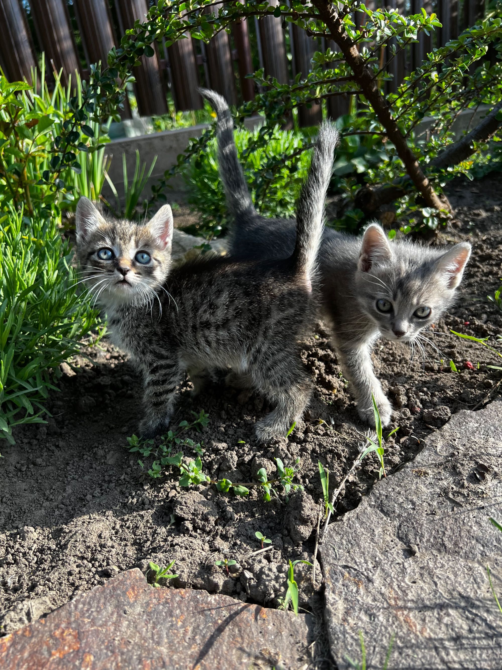 Кошенята в добрі руки (безкоштовно)