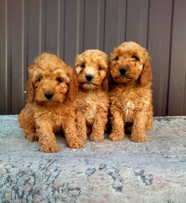 Cockapoo F1 - Chłopiec