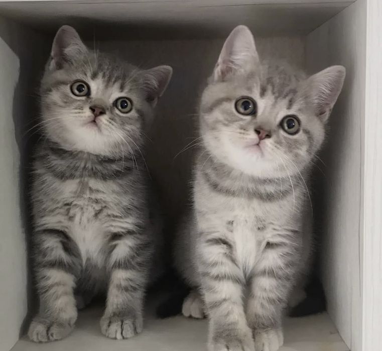 Прикольные котята Скоттиш страйт
