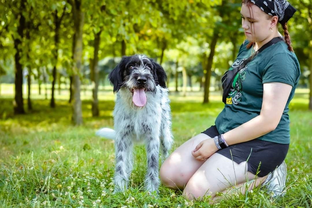 Roczny biało- czarny psiak szuka odpowiedzialnego Domu!