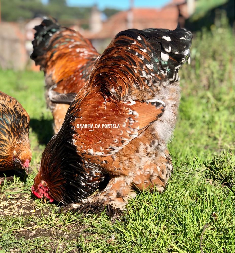 BRAHMA PORCELANA