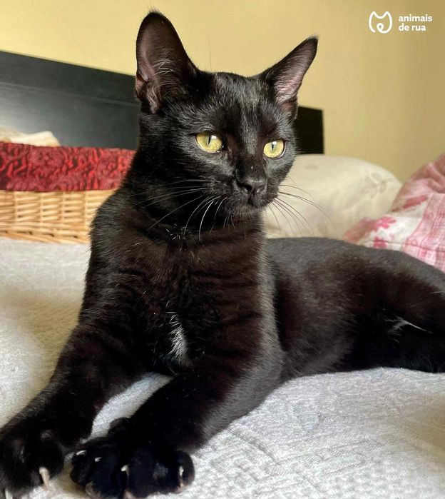 Jackison | Para Adoção