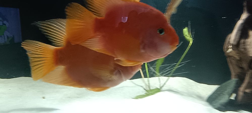 Casal de Peixe Papagaio