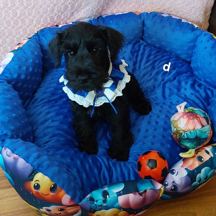 Sznaucer miniaturowy-wielkie serce wspaniały  inteligencjia