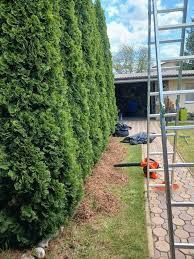 wycinką drzew   prace ogrodowe związane z wycinką drzew